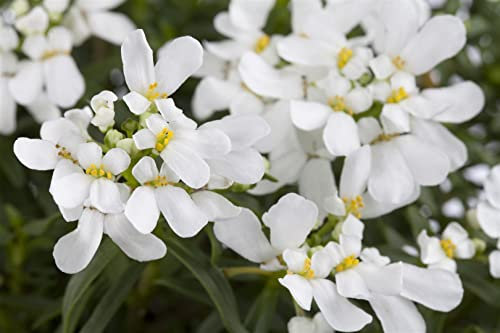 Iberis sempervirens 'Snowflake' ca. 9x9 cm Topf - Schleifenblume, weiße Blüten, Blütezeit April-Mai, ideal für Steingärten, winterhart, pflegeleicht