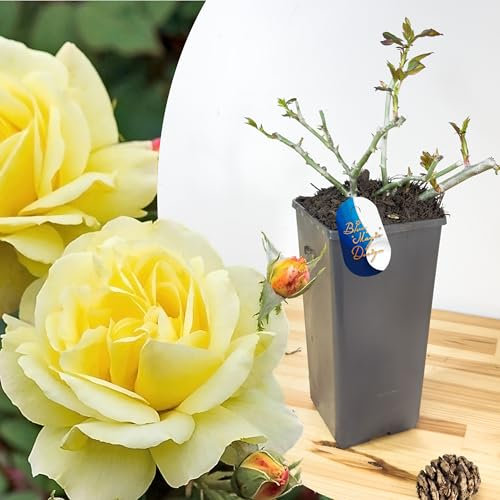 Hardy and Mature Fragrant Yellow 'Goldfassade' Climbing Rose in 2L Pot: Perfect for Adding Vibrant Color to Garden Borders, Climbing Trellises, and Pathway Hedging
