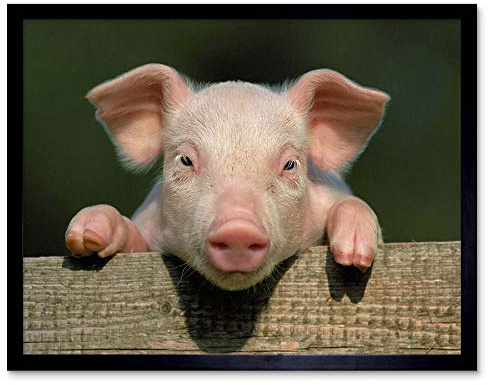 Wee Blue Coo Photo Animal Pig Piglet Cute Farm Pink Baby Babe Art Print Framed Poster Wall Decor 12X16 Inch