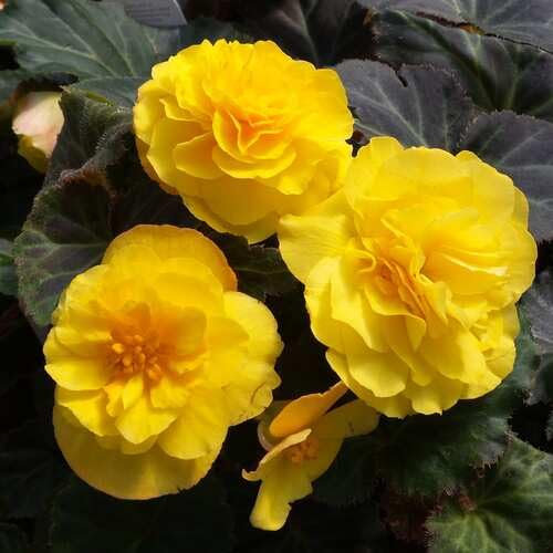 New Fresh Yellow Begonia Flower Seeds 100pcs
