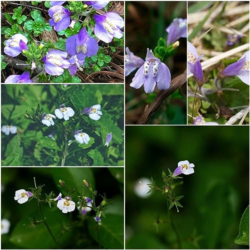 500 pcs Mazus reptans samen - bonsai samen blumendeko bienenfreundliche blumensamen Bodendecker,Lippenmäulchen zimmerpflanzen wenig lichtbedarf topfpflanzen draußen winterhart winterharte