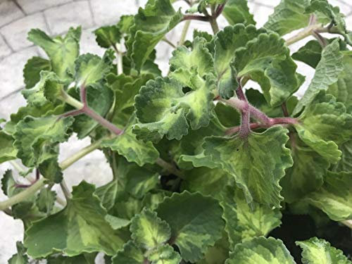 PLAT FIRM GERMINATIONSAMEN: Tropischer OREGANO-Kubaner veränderte 5 Stecklinge Plectranthus amboinicus Thymian