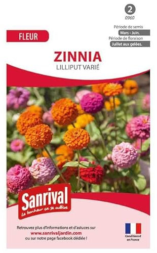 graines de Zinnia Lilliput varié