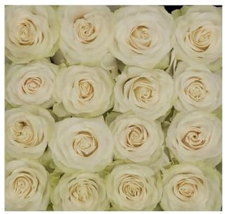 JARDIN202 - Rosas Variadas | Flor Natural | Ramo de 12 tallos | 60cm de alto | Blancas Mondial