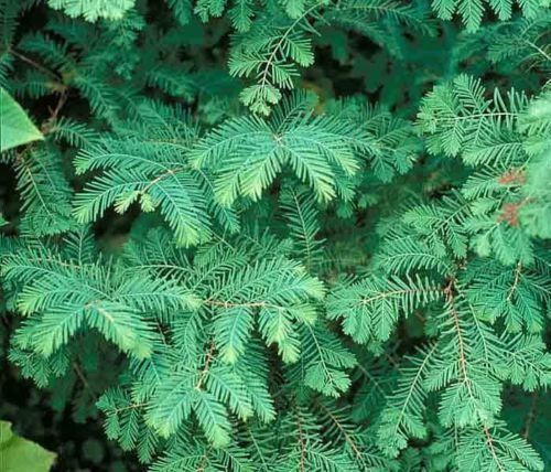 Sequoia alba, Metasequoia Glyptostroboides, Albero 30 Mezzi