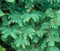 Sequoia alba, Metasequoia Glyptostroboides, Albero 30 Mezzi
