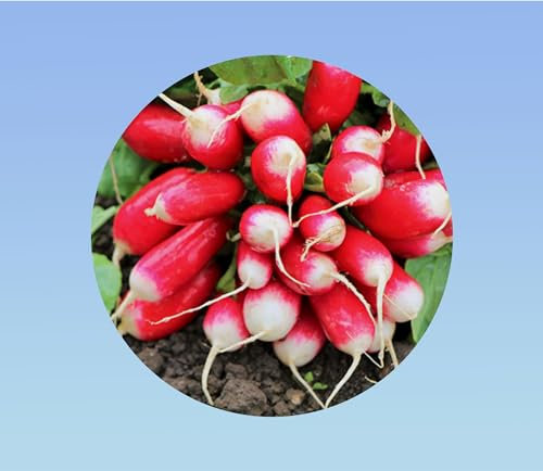 250 graines radis 18 jours demi long - radis rouge - croissance rapide -