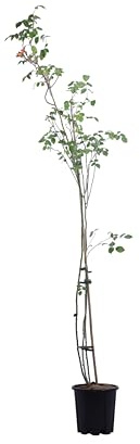 eGarden.store - Pianta vera di Rosa Rampicante Bicolor | Altezza: 120 cm - Diametro vaso: 20 cm - Firiorente colore giallo rosso resistente da coltivare all'esterno