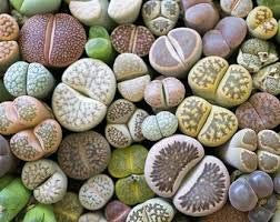 Mix Rare Lithops Seeds 200 particules Succulent Cactus Jardin bio en vrac Graine Pierres Vivantes Facile à cultiver Livraison gratuite 2