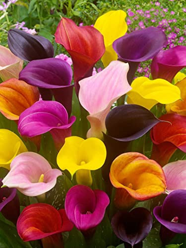 Calla Lilly - ZANTEDESCHIA Mixed Colour Flower Bulbs for Spring Planting X3 Bulbs