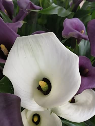 Calla/Zantedeschia aethiopica 1 Blumenzwiebel/Knolle