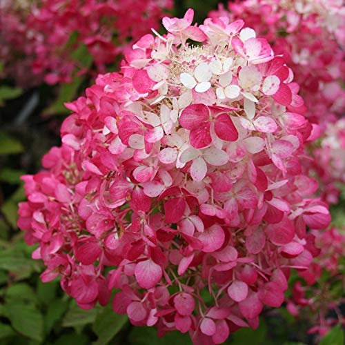 Portal Cool Ortensia Paniculata * Diamant Rouge * 3.5 - 9cm Pot * Rosa-Rosso Fiori