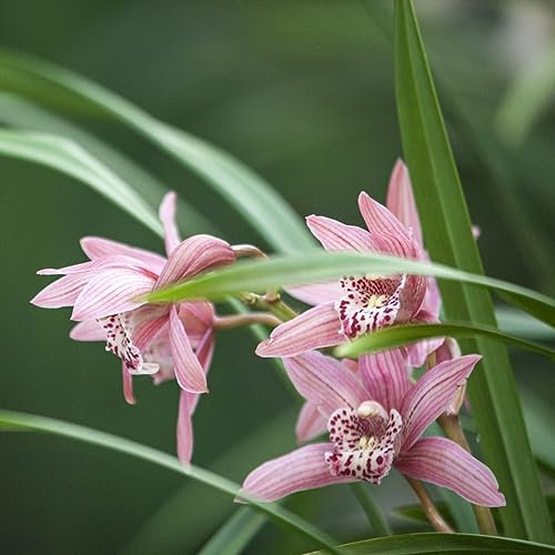 300 pcs orchideen winterhart samen - samen blumen blumensamen geschenk orchidee,Cymbidium zimmerpflanze balkon deko exotische dekoration wohnzimmer wildblumensamen topfpflanzen