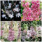 Tuberose zwiebeln,Winterhart mehrjährig,Tuberose Zwiebel Winterhart MehrjäHrig,Tuberose Zwiebel,Tuberose Pflanzen Rhizome,tuberose bulb Winterhart,tuberose pflanze Winterhart.-4zwiebeln-A