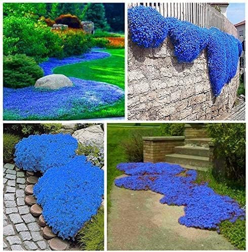 10000+Kriechender Thymian Samen Bodendecker, Non-GMO mehrjährige Blume Samen, Hardy Thymus Serpyllum, schleichende Phlox Alternative für Landschaftsbau & Garten Wege(blau )
