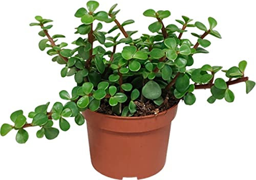 Árbol de la Abundancia Natural Planta Portulacaria Afra Verde