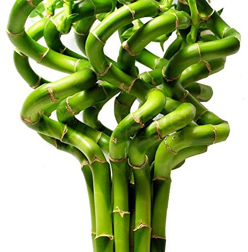 30cm Lucky Bamboo - 3 Spiral Stems - Indoor Plant Pot Garden Windowsill Bowl