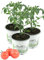 3er Set Tomate Berner Rose, Tomatenpflanze, frische Tomaten Pflanze