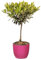 Bonplants Alberello di Ulivo Vero, Olea Europaea, Pianta Longeva e Simbolica, Vaso 17 cm, h 60 cm (Vaso Fucsia)