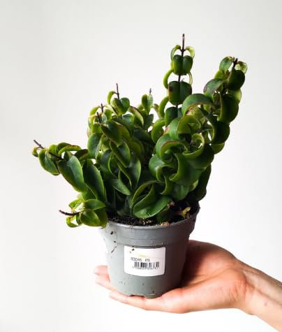 Aeschynanthus Twister in 11cm Pot - Lipstick Plant Red Flowers