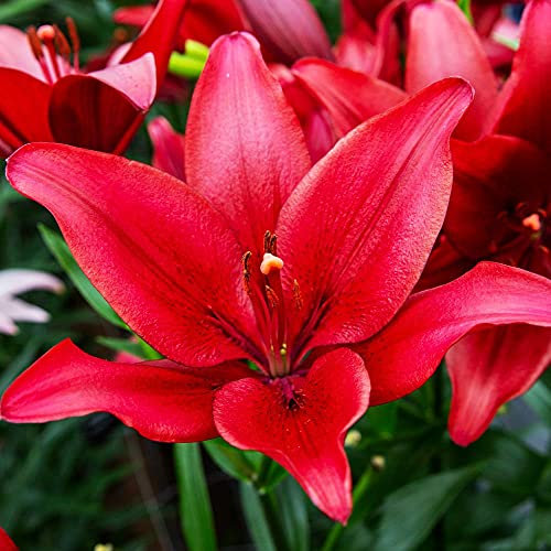 COOTO Garten Lilien Zwiebeln Winterhart Mehrjährig – Rosa Asiatische Lilien Red Alert - Blumenzwiebeln Lilien – Blumen Deko für Garten und Balkon – Garten Lilien Pflanzen