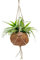 Exotenherz - Kokodama - Chlorophytum im Kokodama-Gefäß zum Hängen - Grünlilie - ca. 15cm