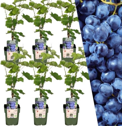 Plants by Frank | 6 Weintrauben Pflanzen | 100% Bio Obstpflanzen | Weintrauben | Gartenpflanzen | Winterharte Pflanzen Garten | Gartenpflanzen Winterhart