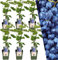 Plants by Frank | 6 Weintrauben Pflanzen | 100% Bio Obstpflanzen | Weintrauben | Gartenpflanzen | Winterharte Pflanzen Garten | Gartenpflanzen Winterhart