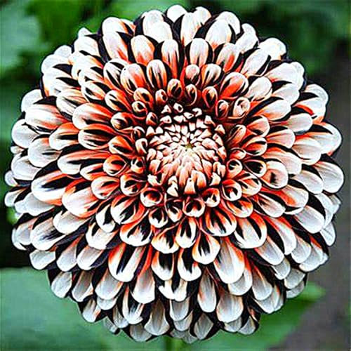 Dahlia Bulbs for Planting,Flowering Rhizome,Excellent Display Indoor Perennial Balcony Garden Bulbs,Dahlia Bulbs Mix,Dahlia Tubers Uk-2bulbs-D