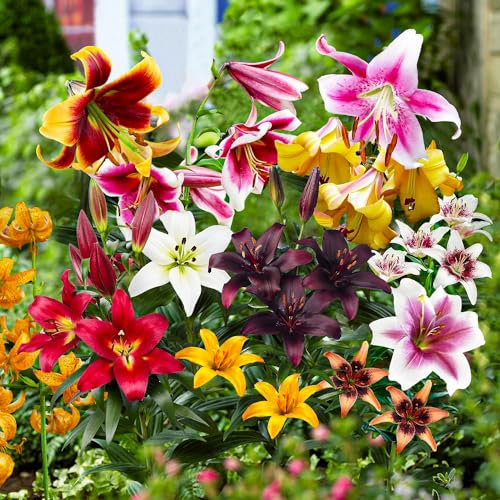 Collezione a budget di cipolle di giglio, almeno 10 varietà, bulbi di fiori perenne e resistente all'inverno, miscela olandese per giardino e vaso.