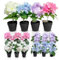 Murago - 16er Set Künstliche Azaleen im Topf Bunt - Kunstblume Kunstpflanze Pflanzen Blumen Gastro Hortansien Frühling Dekoration Rosa Lila Blau Tischdeko für Balkon Hochzeit