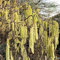 Corylus avellana Contorta - Corkscrew Hazel, Grafted Plant in 9 cm Pot
