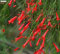 25 Kleiner Mixed Zierkürbis Seeds 2018