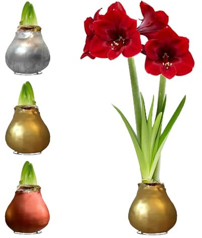 FLORIUM - Wachs Amaryllis Zwiebeln Silber, Gold, Bronze – Wachsamaryllis 28/30 Großformat | 3 Stück | gewachst/wax | ohne Gießen | Zimmerpflanzen aus Holland - Hippeastrum (kein glas, vase und Topf)