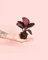 Calathea Roseopicta Rosy | Mini Planta Natural | Pur Plant