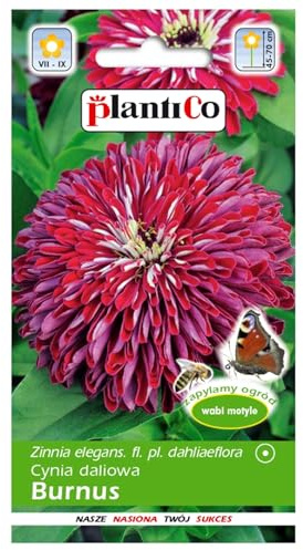 PlantiCo Zinnie Dahlienblütige Burnus Samen 1g Farbenprächtige Sommerblume für Beete Schnittblumen Dahlienblumige Blumensamen