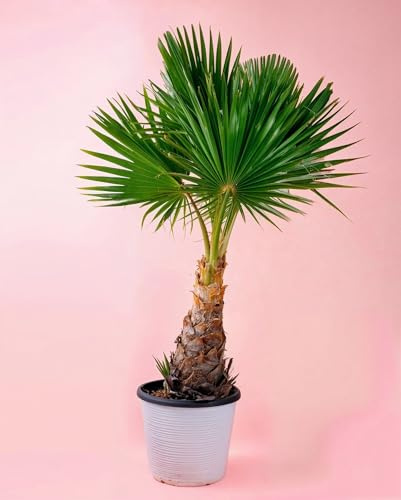 Washingtonia Robusta Palmera | Plantas Naturales Exterior | Pur Plant