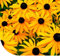 Graines de fleurs: Rudbeckia jaune - 18.000 graines - Belles fleurs vivaces - Elles sont très appréciées des insectes utiles