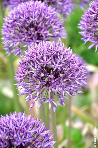 Allium 'Jackpot' (Multi-bulbe) / Ail d'ornement violet/Conteneur de 1 à 1.9 litres/Vivace bulbeuse