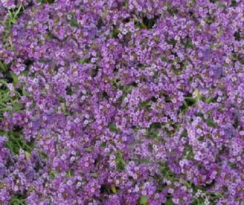100 Samen Alyssum Prost Lavendel Bodendecker