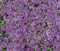 100 Samen Alyssum Prost Lavendel Bodendecker