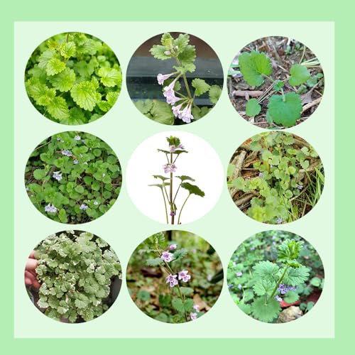 50 pcs gundermann samen mehrjährig - heilkräuter, plants kräutergarten, hochbeet saatgut kräuter, mini gewächshaus kräutergarten indoor, exotische pflanzen kräuterpflanzen, gartenpflanzen