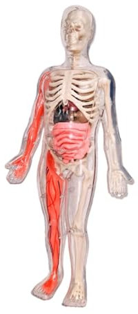 Perfeclan Humankörper -Puzzle -Kits, DIY Skeleton Toy Educational 3D -Anatomie -Figur, Glühen im dunklen Knochen für das Unterrichten von Hilfsmittel Kindern