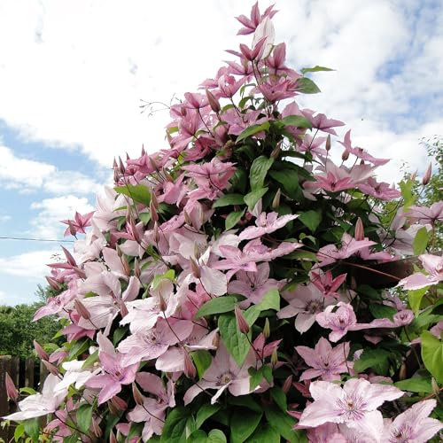 Kletterpflanze - Clematis Hagley Hybrid - Blüte Rosa - Wenig Pflege - 2 Pflanzen - Topf 11cm Höhe 40cm