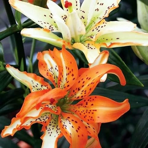 Lilienzwiebeln Asiatische Lilie große Zwiebeln Onion Lilium Knolle Winterhart Frische mehrjährig duftenden Prachtblüten (Must See)