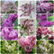 150 pcs samen flieder pflanzen winterhart balkon - garten pflanzen Syzygium aromaticum,nelken zimmerpflanze topfpflanzen draußen winterhart blumendeko pflanzensamen zimmerpflanzen