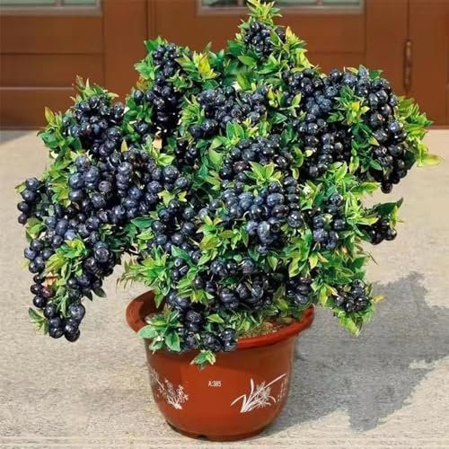 400 Pcs Heidelbeeren Samen Bio - Vaccinium - Sapote Frucht, Winterharte Kübelpflanzen Wilde Blaubeeren Samen, Baum Deko Obst, Nachhaltige Geschenke Frisches Obst, Deko Wohnzimmer Pflanzen