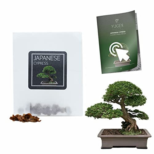 30 Japanese Cypress Bonsai Seeds | Chamaecyparis Obtusa | Growing Guide | Grow Your Own Bonsai Tree | Perfect for Bonsai Beginners and Enthusiasts…