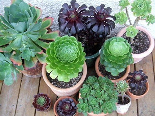 Aeonium Mix Semi Esotico Carino Rare Sukkulente, 10 Stück