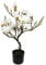 Kunstbaum Magnolie im Topf Magnolienbaum künstlich Kunstpflanze Kunstblume Blume Zimmerpflanze Topfblumen Kleiner Deko Magnolienzweig Blüten Frühjahrsblumen Frühjahrsdeko Frühjahrsblüher Pflanzelich